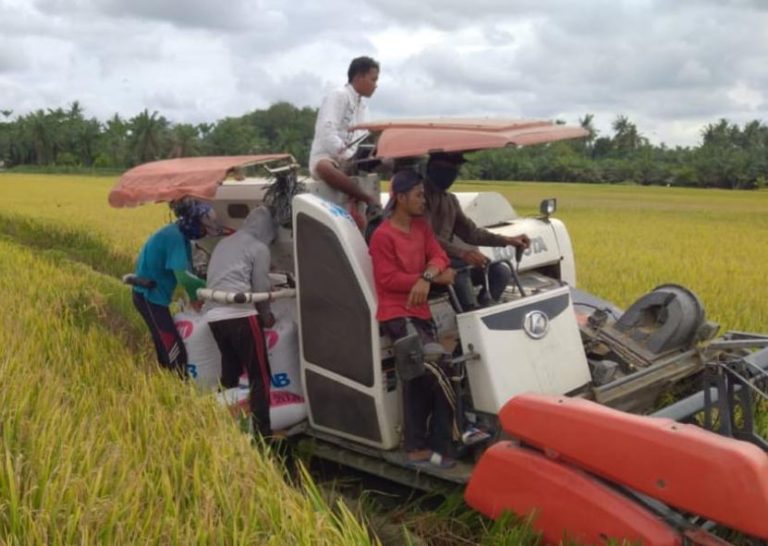 Ikuti Gerakan Tanam Serentak Mentan, Bupati Suardi: Barru Siap Pemasok Beras