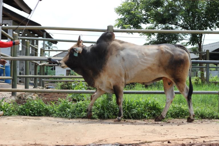 Kementan Dorong Pengembangan Sumber Daya Ternak Lokal Sapi Pasundan