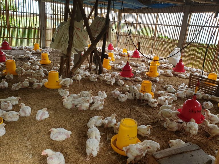 Kementan: Harga Ayam Hidup Peternak Membaik