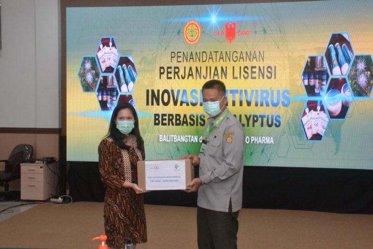 Perbanyakan Antivirus Corona Berbahan Eucalyptus Kementan Gandeng Swasta