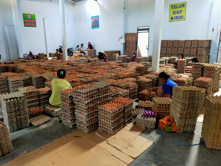 Kementan: Harga Ayam dan Telur Beranjak Naik ke HPP, Peternak Lega