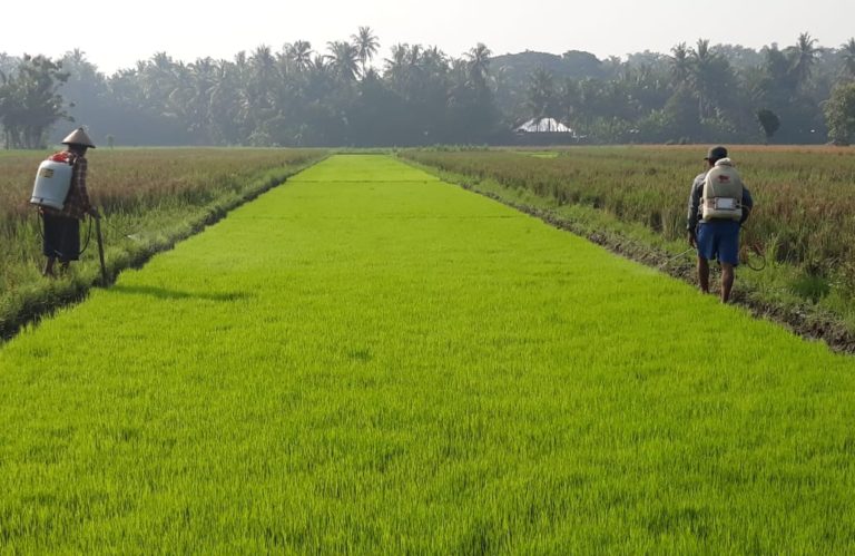 Stok Benih Padi Cukup, Kementan Petakan Kebutuhan