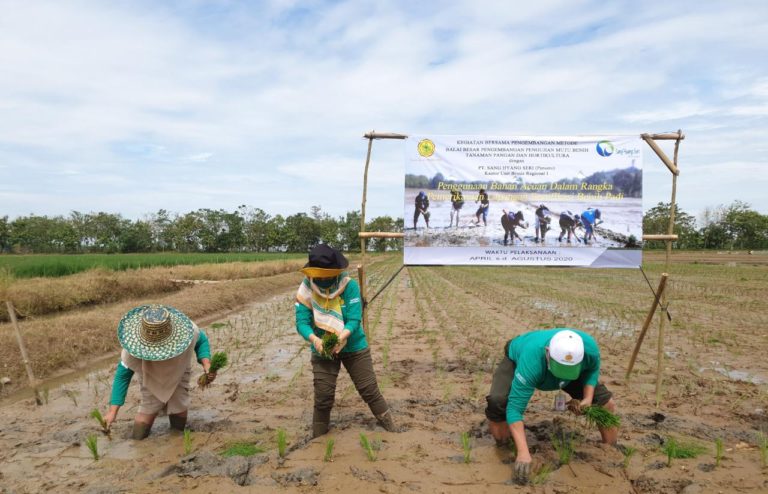 Kementan Inovasi Pengembangan Metode Tingkatkan Penyediaan Benih Padi Inpari IR Nutri Zinc