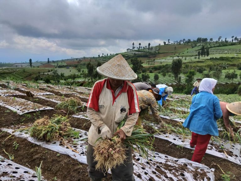 Untuk Para Importir Bawang Putih, Ini Pesan Penting Kementan
