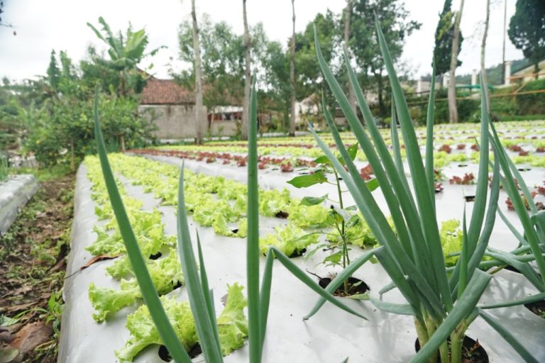 2021 Kementan Kuatkan Stabilitas Pasokan dan Harga Pangan