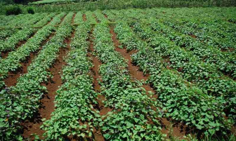 Bupati Kutai Timur Siapkan Lahan 800 Hektar Untuk Budidaya Pangan Alternatif