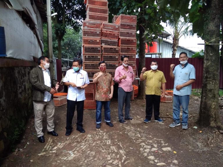 Kementan: 455.318 Ekor Ayam Peternak Mandiri telah dibeli Mitra Peternakan