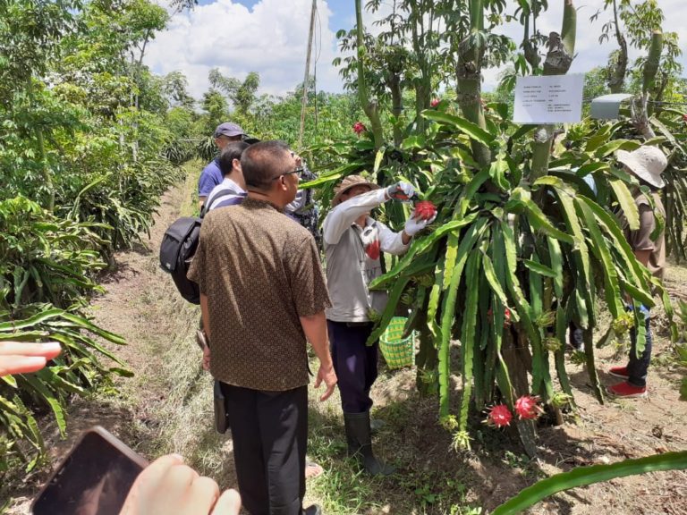 Berkah Petani Buah Naga Banyuwangi di Tengah Pandemi Covid 19