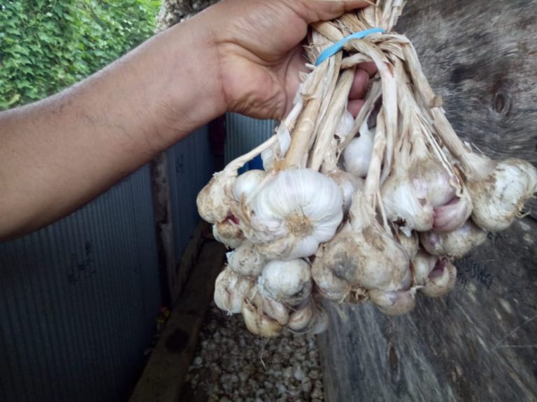 Produksi Benih Bawang Putih Nasional Melimpah, Potensi Pasar Terbuka Luas