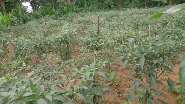 Antisipasi Puncak Kemarau, Kementan Gerak Cepat Petakan Komponen Bantuan