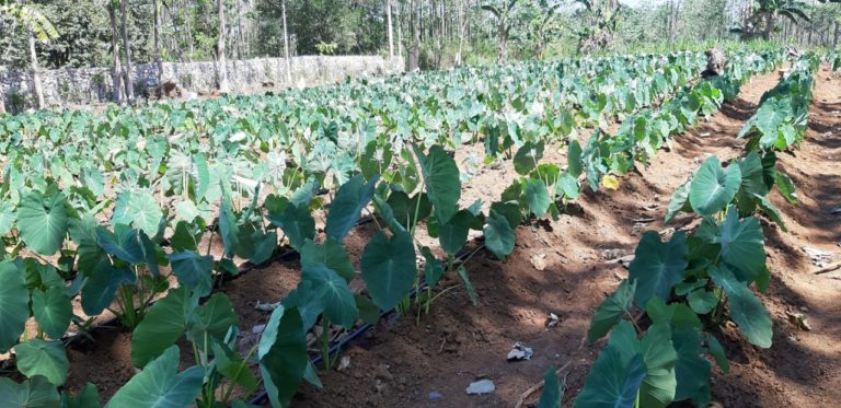 Ketua KTNA Dukung Terobosan Kementan Kembangkan Pangan Pokok dan Lokal