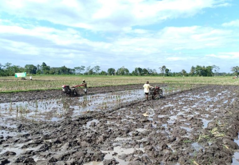 Bupati Lumajang Dukung Percepatan Tanam Padi ASEP 2020