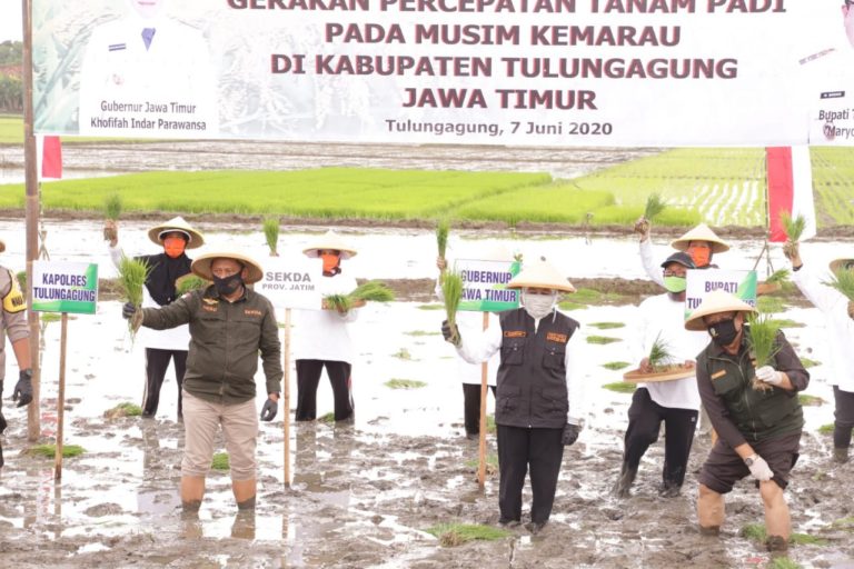 Gubernur Jatim Percepat Tanam Padi Demi Wujudkan Ketahanan Pangan