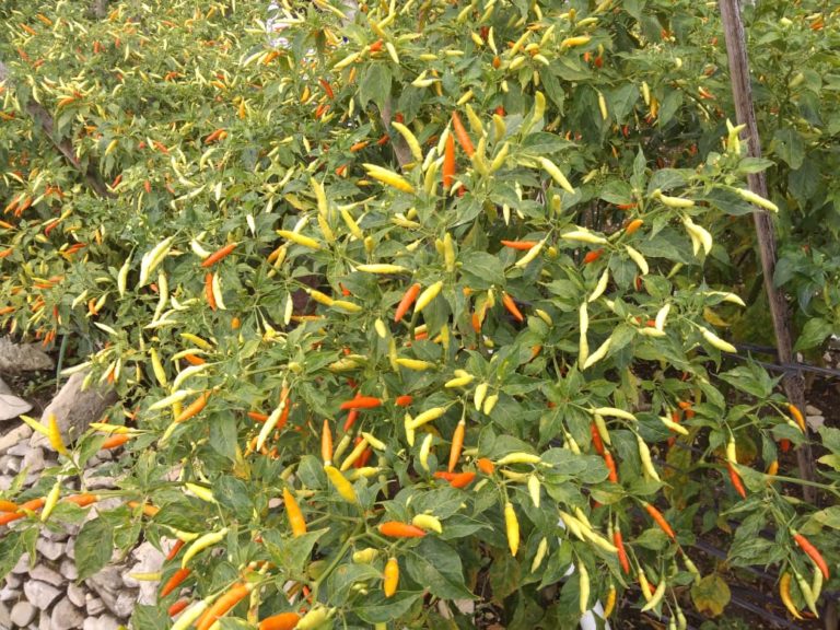 Stabilkan Harga Cabai, Kementan Minta Petani Terapkan 10 Jurus Ini