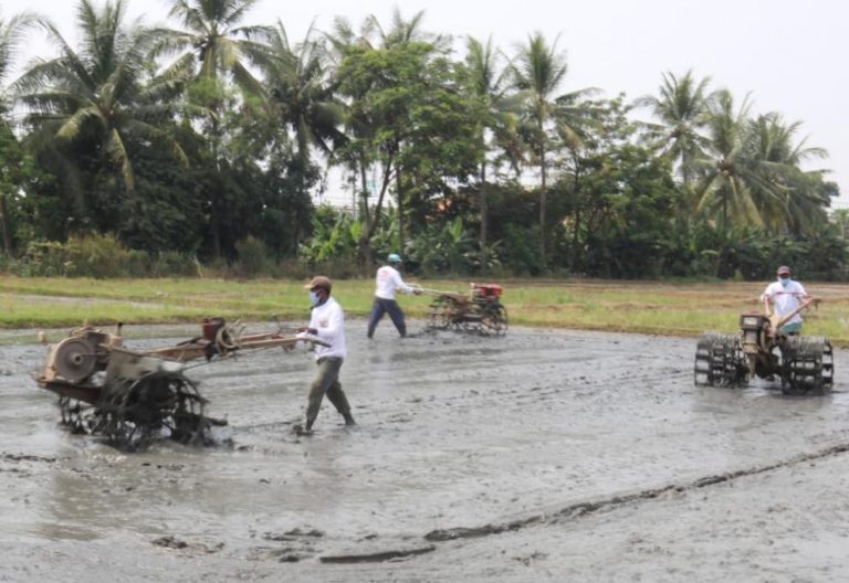Jaga Stok Beras, Lampung Selatan Tancap Gas Mulai Tanam Padi di Musim Gadu