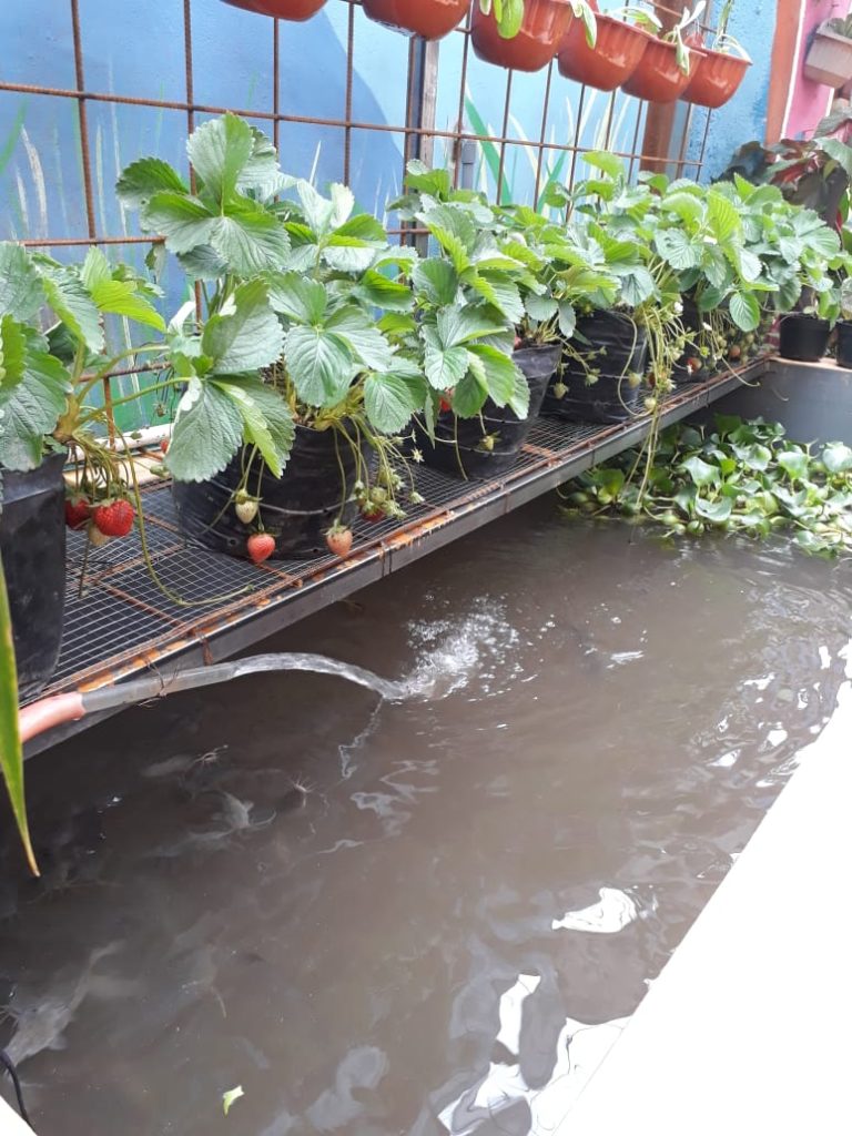 Kementan Dukung Pengembangan Urban Farming di Jakarta