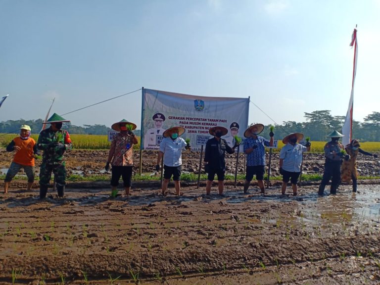 Petani Ngawi Lakukan Percepatan Tanam Padi untuk Antisipasi Ketersediaan Pangan