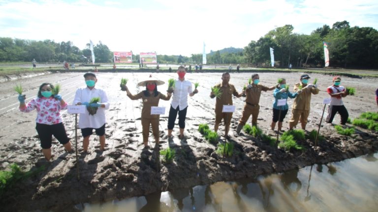 Pantang Mundur Hadapi Pandemi Covid 19, Bupati Landak Ajak Warga Tanam Padi