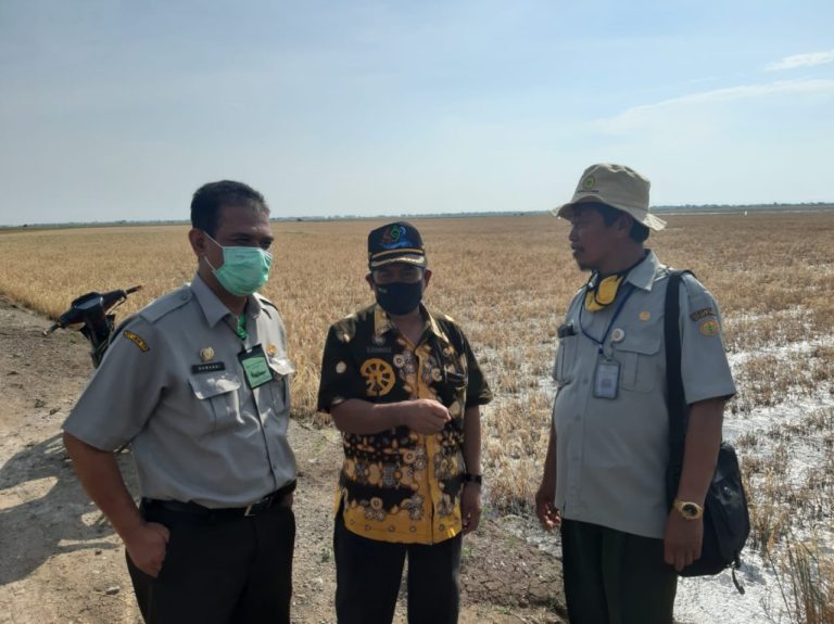 Kementan Dorong Indramayu Tingkatkan Luas Tanam Padi