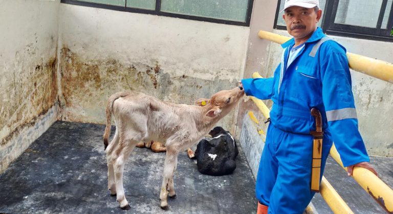 Kementan Terus Berupaya Kembangkan Sapi Galician Blonde