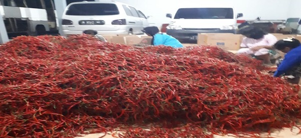 Serap Cabai Petani, Kementan Bantu Biaya Distribusi Pangan