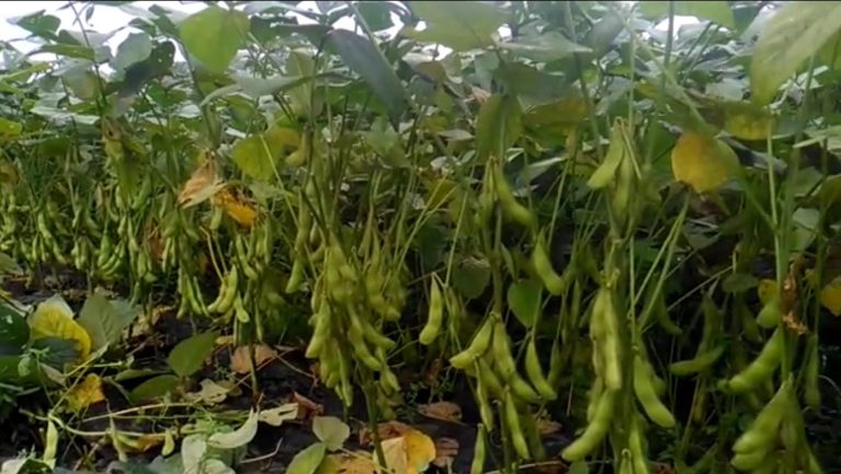 Inspiratif! Petani Milenial Badung Kembangkan Edamame Organik