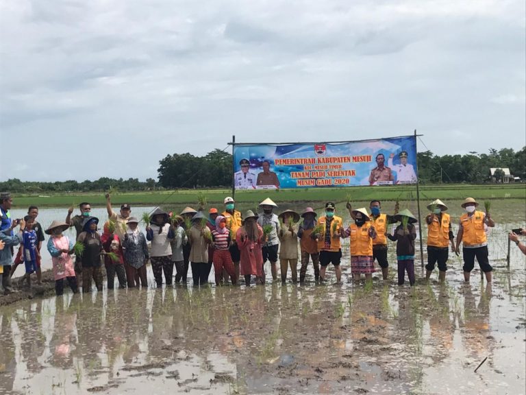 Tak Mau Ketinggalan, Bupati Mesuji Percepat Tanam Padi