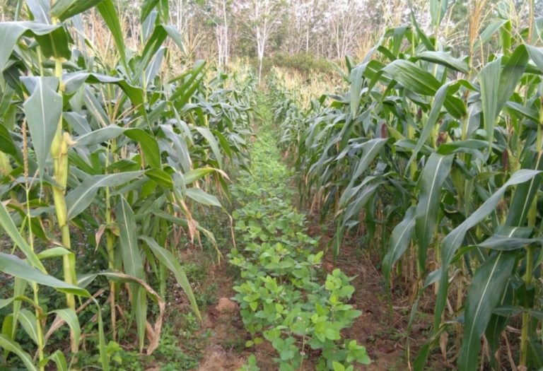 Petani Gunungkidul Antusias Pelajari Turiman Jale Jadi Alternatif Pengembangan Kedele