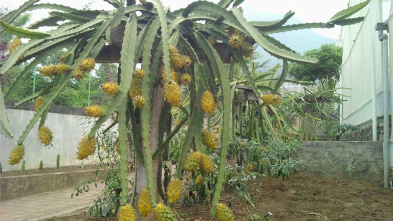 Kementan: Prospek Buah Naga Kuning Kian Menggiurkan