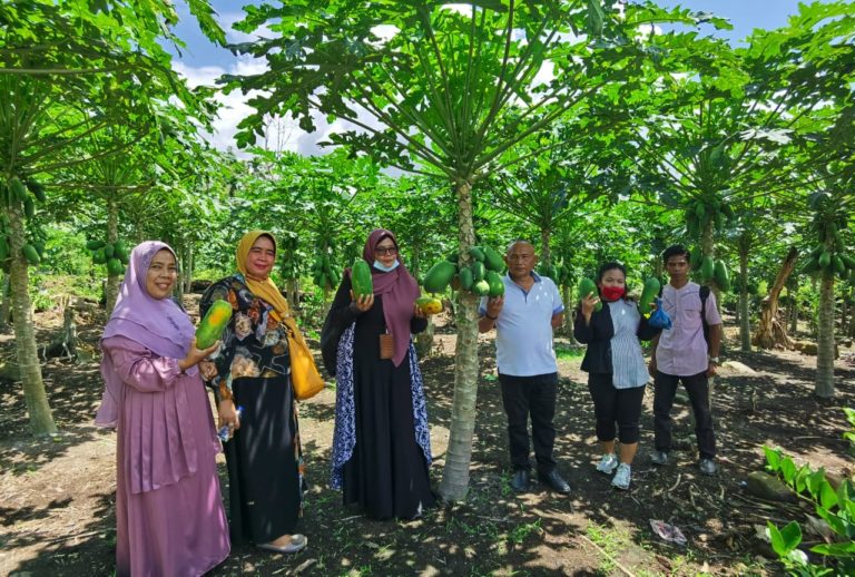 Pepaya Mandailing Natal Kian Diburu, Tahan Sampai 2 Minggu