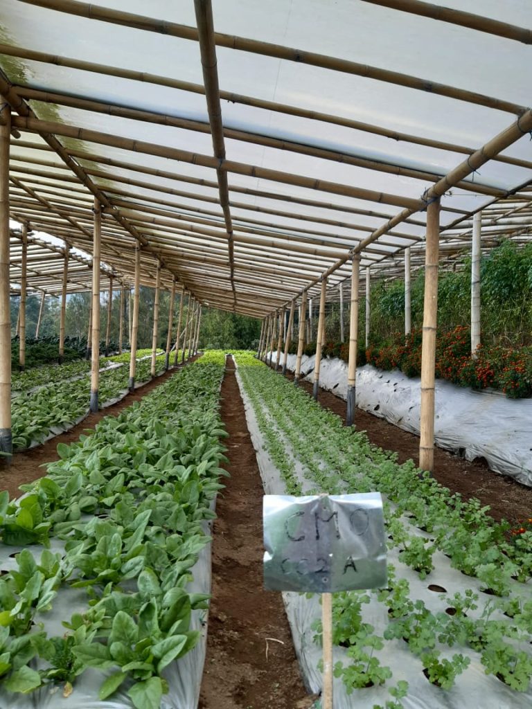 Bangkitkan Semangat Pertanian Ramah Lingkungan, Petani Bantul Kembangkan APH