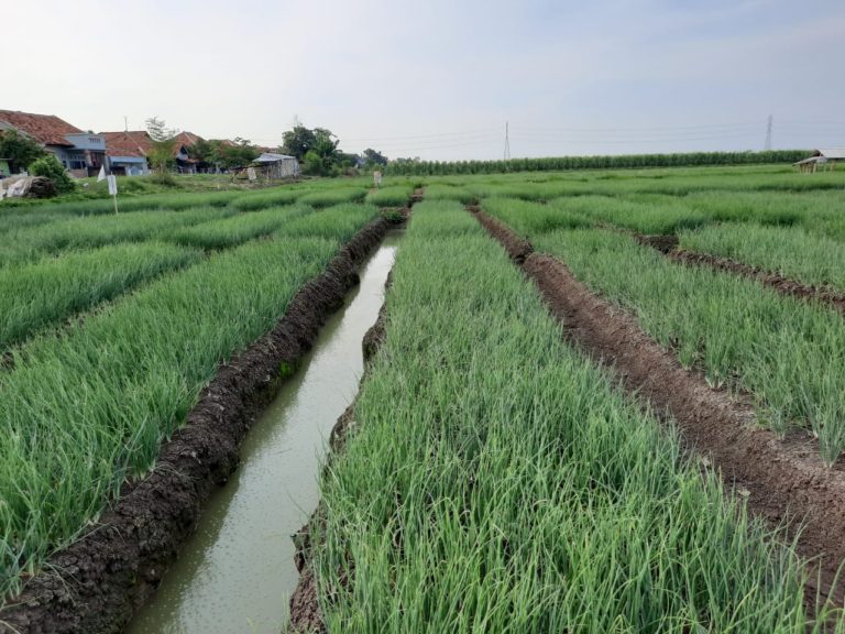 Budidaya Bawah Merah TSS Untungkan Petani, Kementan Dorong Teknologi Soyblok Sider