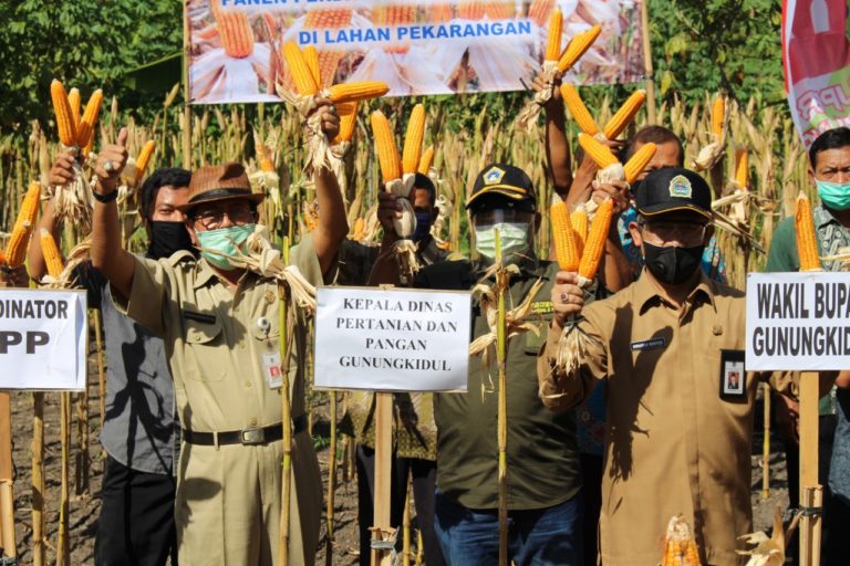 Pekarangan Ditanam Jagung, Wabup Gunung Kidul Panen Bersama Petani