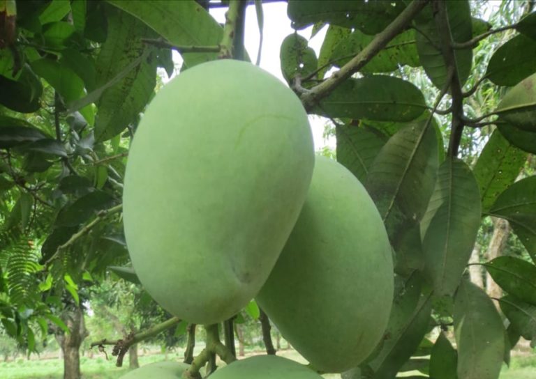 Trik Petani Mangga Kendalikan Lalat Buah di Tengah Pandemi Covid-19