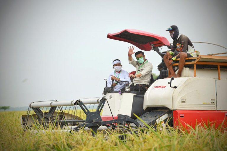 Mengapa Nilai Tukar Petani Turun saat Panen Raya?