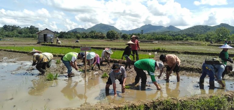 Bupati Landak Dukung Demplot Padi 5 Varietas Unggul