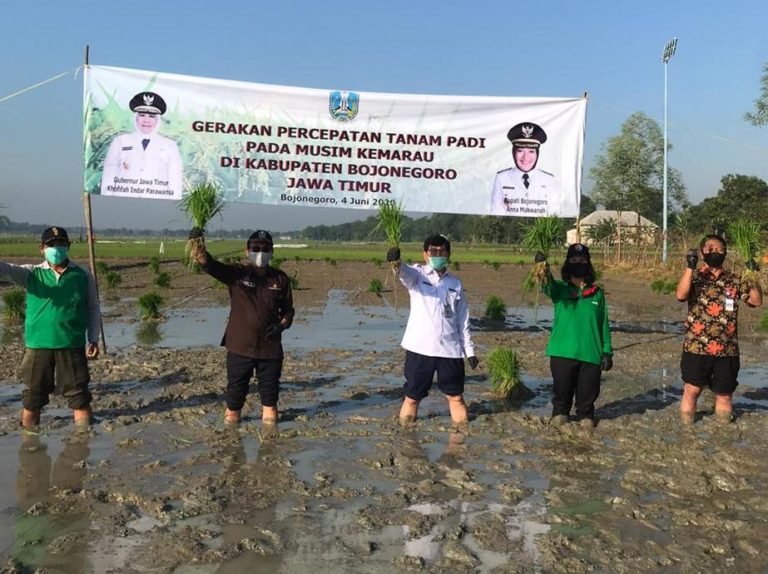 Petani Bojonegoro Percepat Masa Tanam Padi