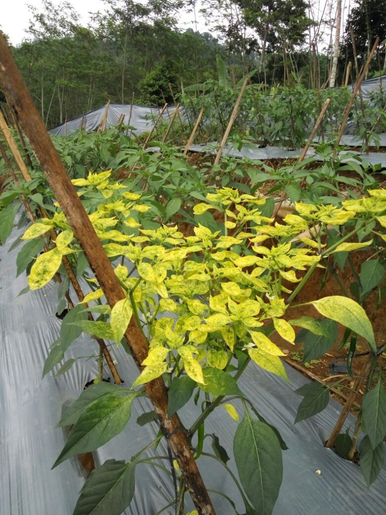 Tanam Cabai di Musim Kemarau, Kementan Minta Petani Terapkan Jurus Ini