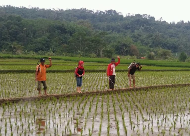 Kementan Lakukan Bimtek dan Gerdal Atasi Penyakit Blas Padi di Cianjur