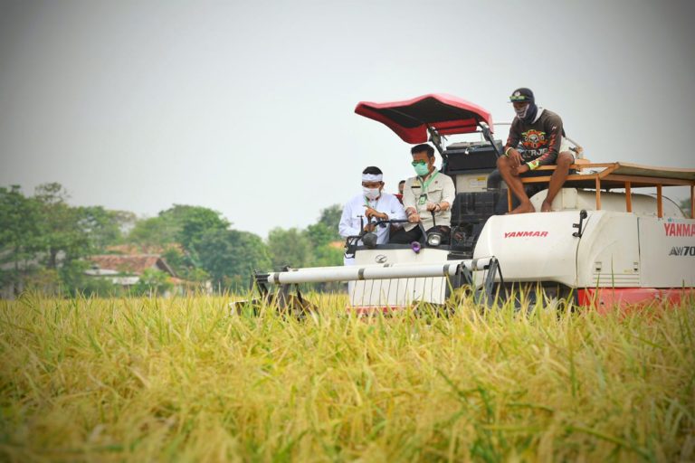 Ini 10 Besar Provinsi Penghasil Beras