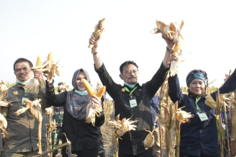 Bupati Kendal: Jagung Tuban Tak Terkendala Tanam Panen
