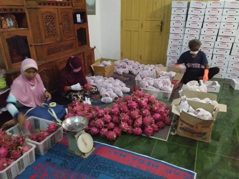 Manisnya Bisnis Buah Naga Organik Wonogiri Sampai ke Jerman