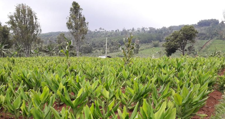 Tanaman Obat dorong Peningkatan Ekonomi Petani