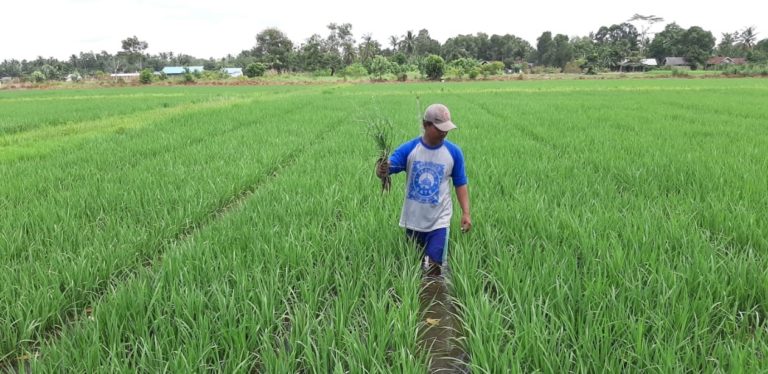 Tahan Kekeringan, Benih Inpara 2 Jadi Primadona Produksi Padi di Lahan Rawa