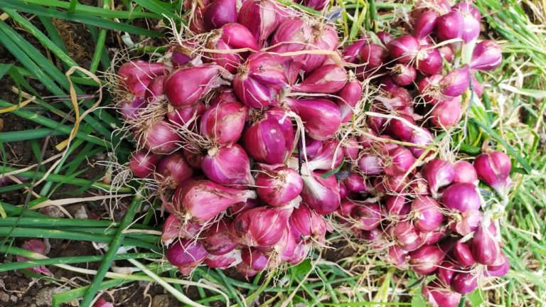 Panen Raya Bawang Merah Semi Organik di Bantul, Petani Raup Untung