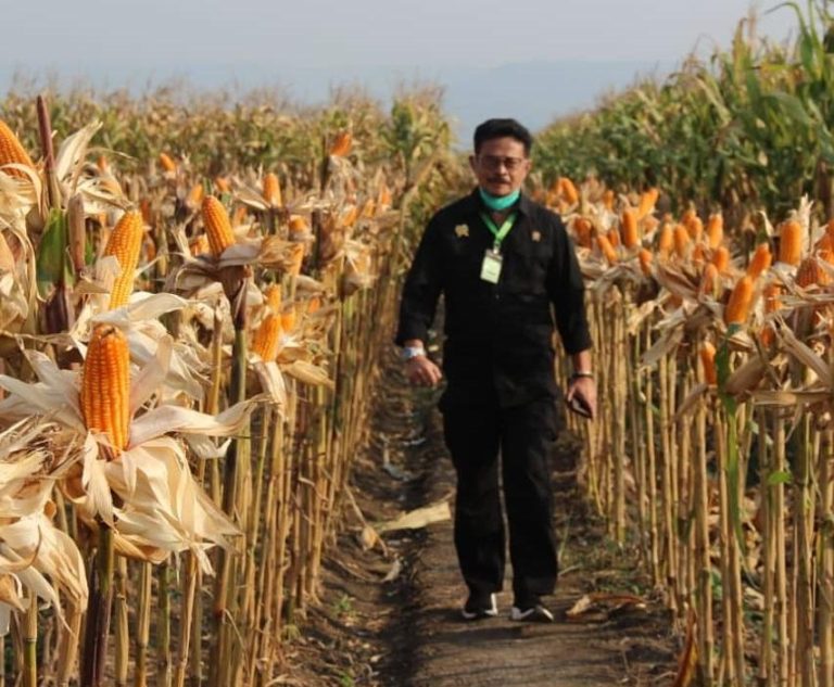 Kementan Genjot Penggunaan Varietas Produksi Tinggi di Kawasan Jagung