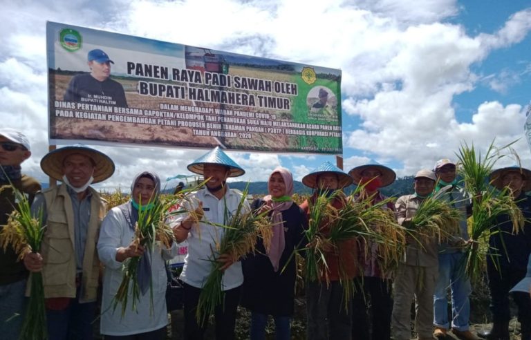Halmahera Timur Berhasil Panen Perdana Korporasi Benih Padi
