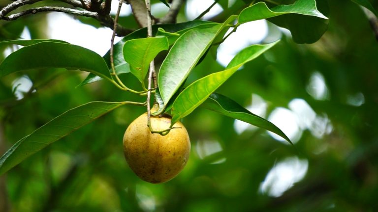 Bangkitkan Kejayaan Rempah, Kementan Dorong Peningkatan Produktivitas dan Daya Saing Pala