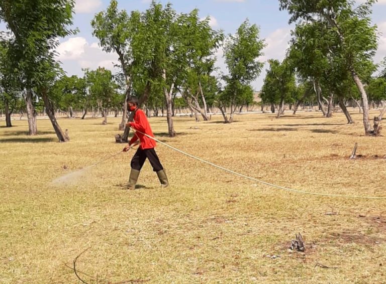 Kementan Lakukan Gerakan Pengendalian Hama Belalang di Sumba Timur