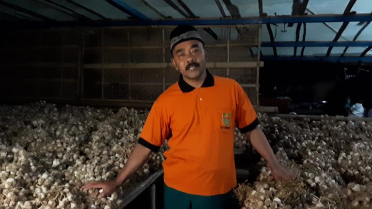 Kementan: Program Kemitraan Bikin Petani Bawang Putih Untung